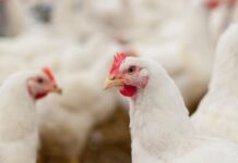 Broiler breeder fertility also depends on group dynamics