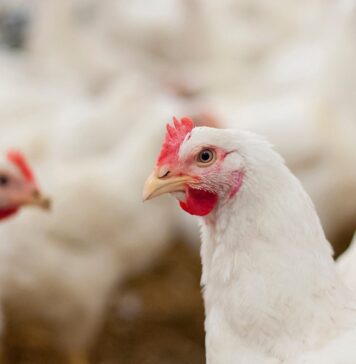 Broiler breeder fertility also depends on group dynamics