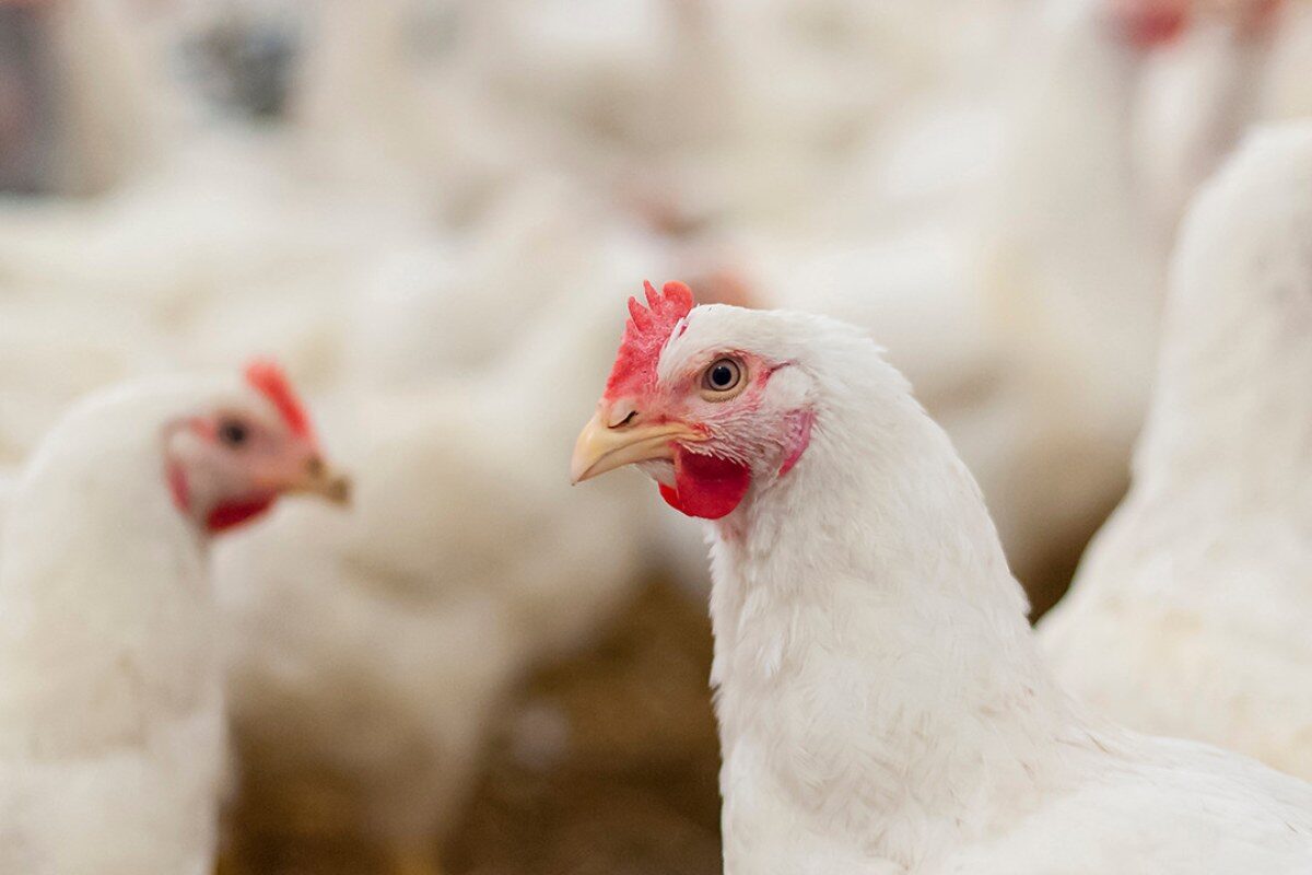 Broiler breeder fertility also depends on group dynamics