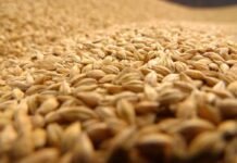 FEFAC and Sindirações sign Memorandum of Understanding to strengthen cooperation and to facilitate a more connected and resilient global feed sector