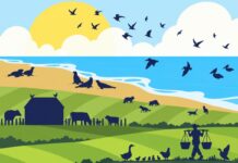 Avian influenza: new global framework links poultry disease control with wildlife and public health