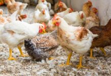 Genotype emerges as a major driver of chicken breast eating quality