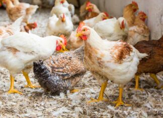 Genotype emerges as a major driver of chicken breast eating quality