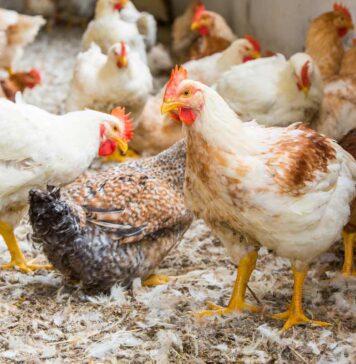 Genotype emerges as a major driver of chicken breast eating quality