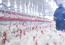 Uruguay declares nationwide avian influenza emergency after H5 detection in backyard poultry