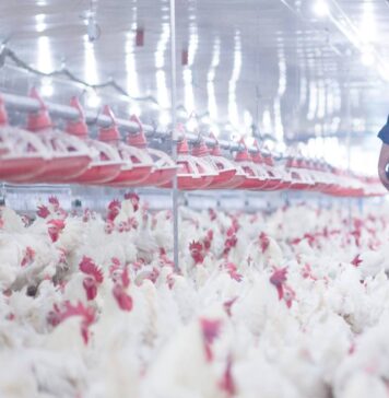 Uruguay declares nationwide avian influenza emergency after H5 detection in backyard poultry