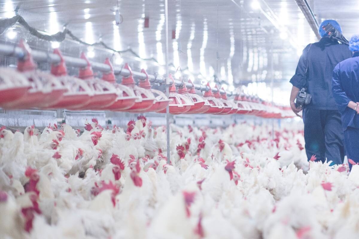 Uruguay declares nationwide avian influenza emergency after H5 detection in backyard poultry