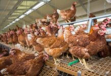Trends, standards and research directions for the future of laying hen welfare