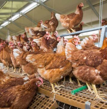 Trends, standards and research directions for the future of laying hen welfare