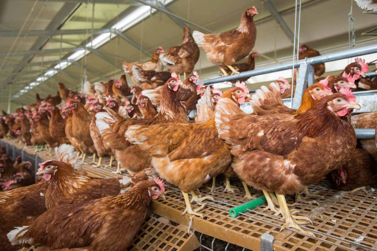 Trends, standards and research directions for the future of laying hen welfare