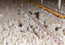 Newcastle disease confirmed on two Hungarian broiler farms