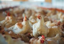 Pakistan, intensive poultry farming and antibiotic resistance: when chicken houses become “pathogen sponges”