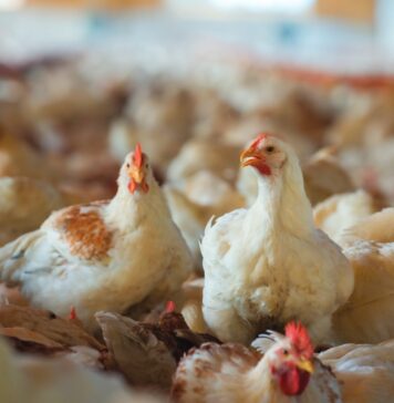 Pakistan, intensive poultry farming and antibiotic resistance: when chicken houses become “pathogen sponges”