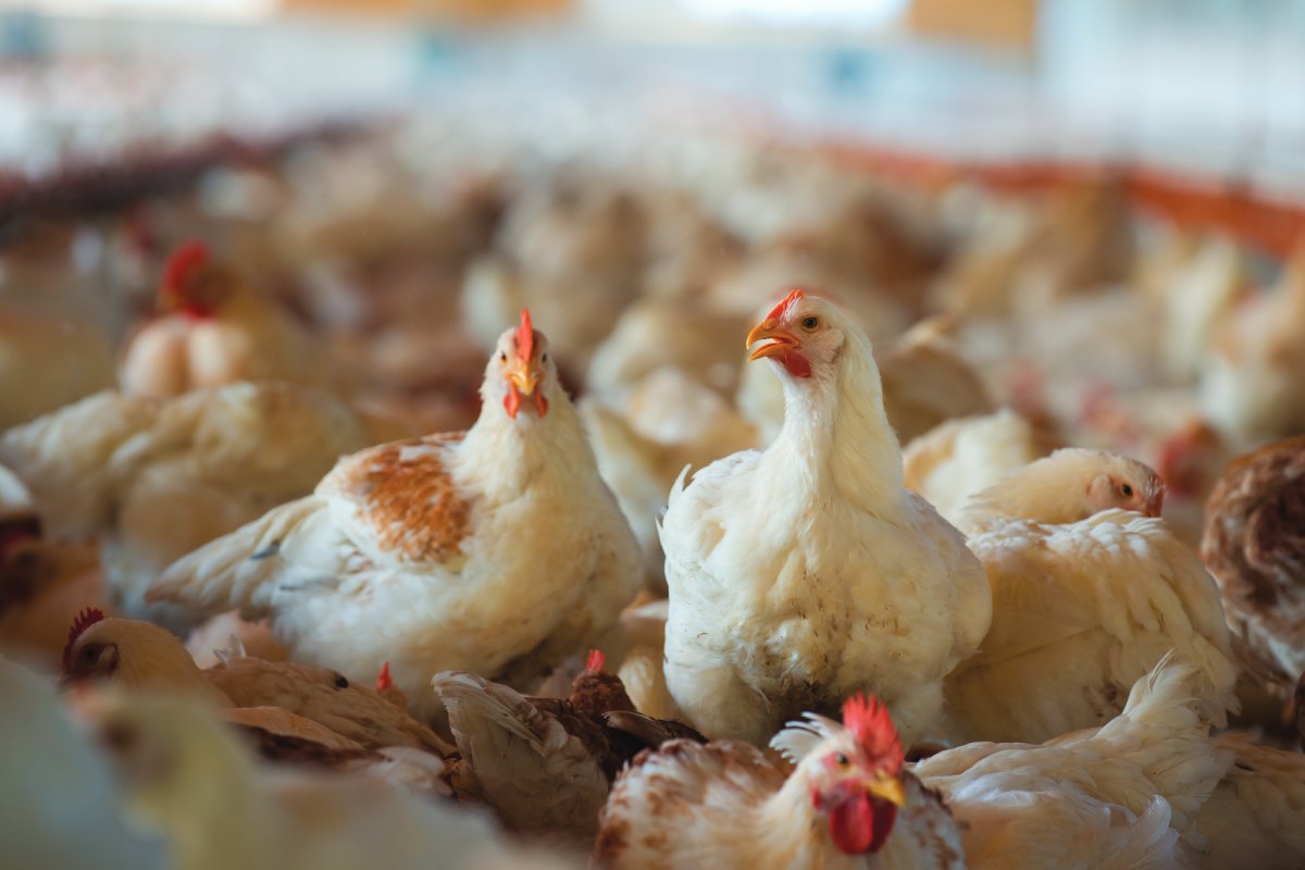Pakistan, intensive poultry farming and antibiotic resistance: when chicken houses become “pathogen sponges”