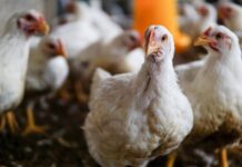 Multiyear study aims to reduce pathogens in commercial chicken houses without harming birds