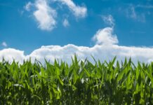 India’s ethanol push squeezes poultry margins via maize prices