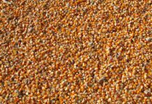 FEFAC initial assessment of drought impact on EU feed supply chains and possible mitigation measures