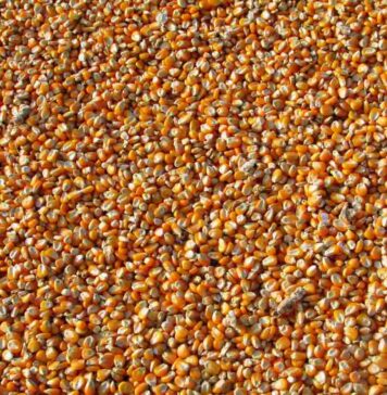 FEFAC initial assessment of drought impact on EU feed supply chains and possible mitigation measures
