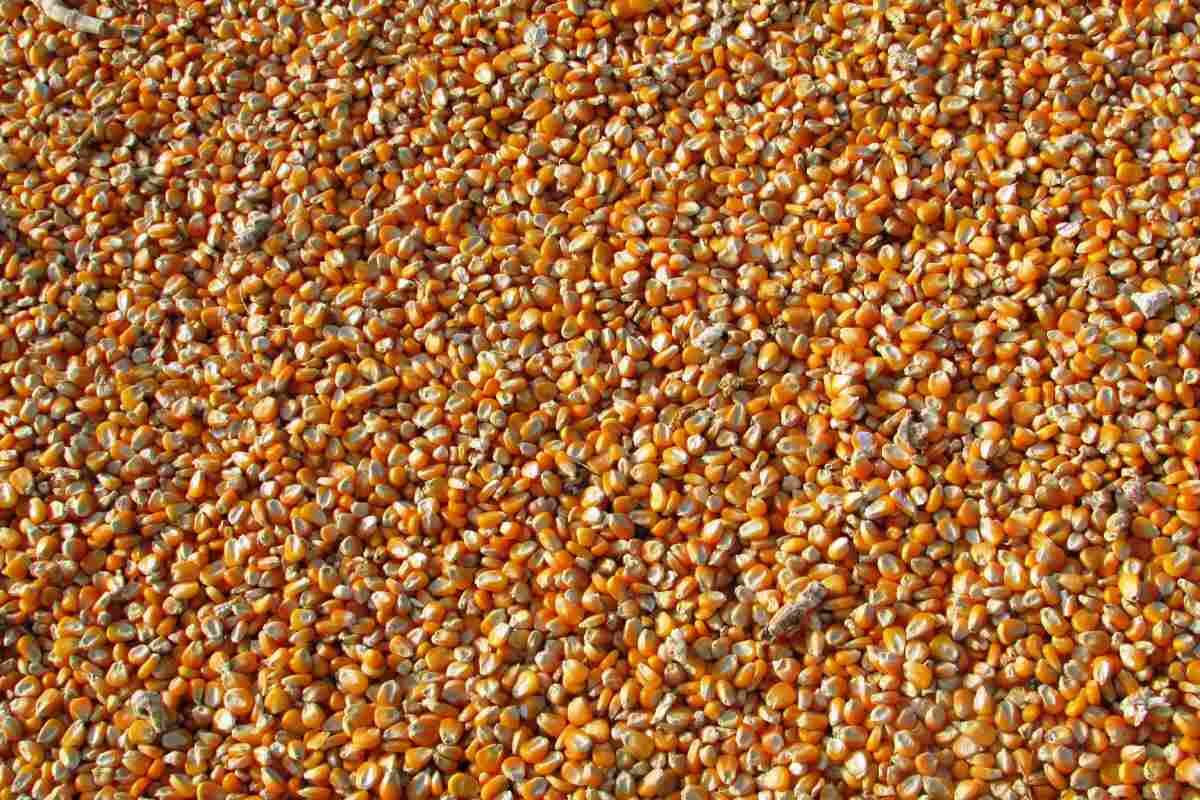 FEFAC initial assessment of drought impact on EU feed supply chains and possible mitigation measures