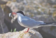 H5N1 reaches Sydney: first confirmed detection in a greater crested tern, no detections in commercial poultry