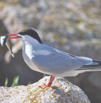 H5N1 reaches Sydney: first confirmed detection in a greater crested tern, no detections in commercial poultry