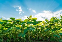 EUDR implementation – FEFAC feed supply chain disruption risk assessment & economic impact for soybean meal