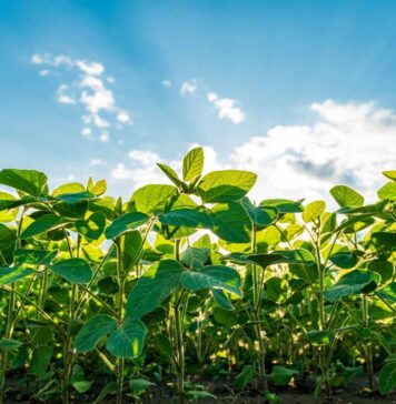 EUDR implementation – FEFAC feed supply chain disruption risk assessment & economic impact for soybean meal