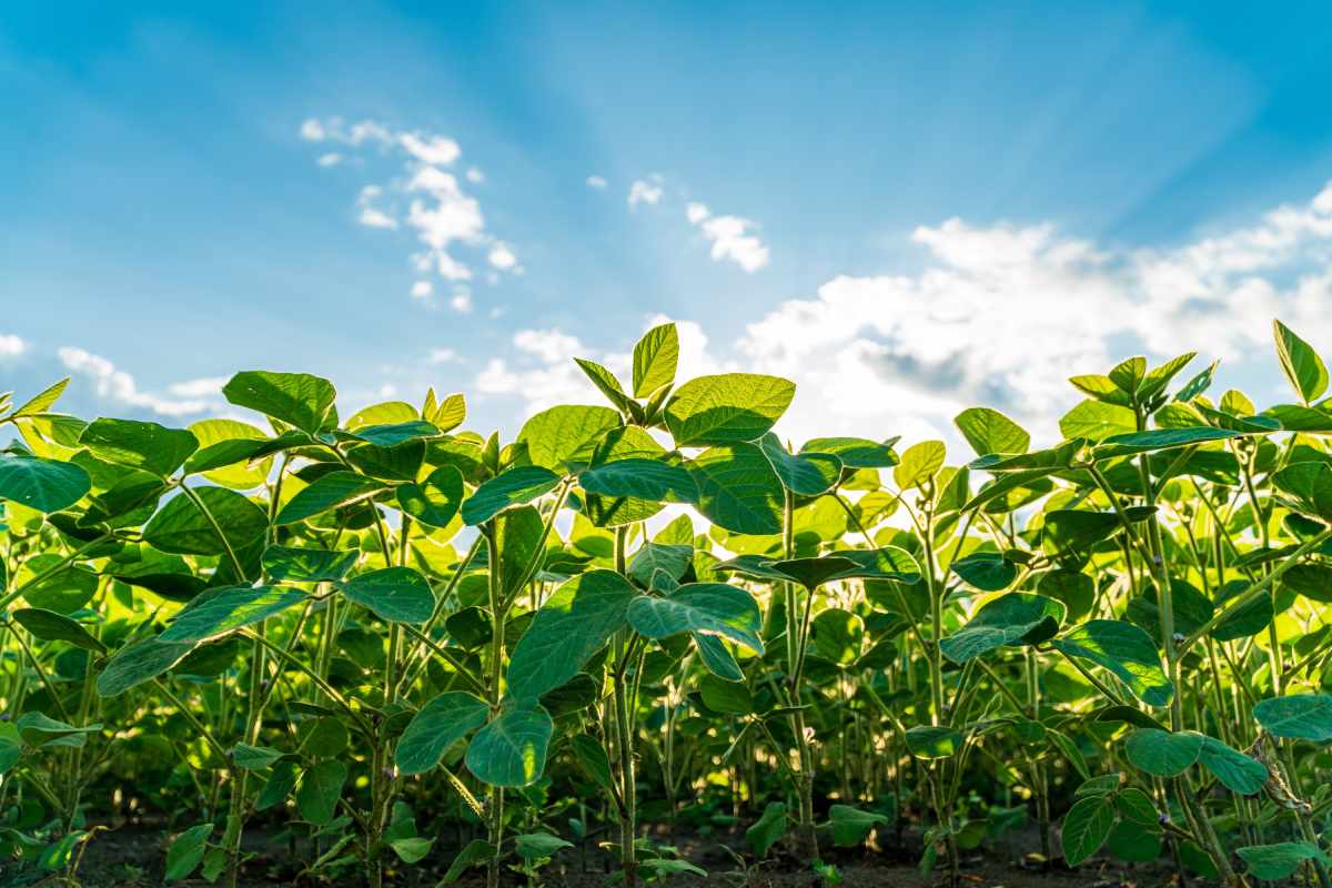 EUDR implementation – FEFAC feed supply chain disruption risk assessment & economic impact for soybean meal