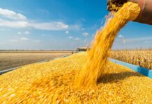 India’s ethanol push squeezes poultry margins via maize prices
