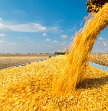 India’s ethanol push squeezes poultry margins via maize prices