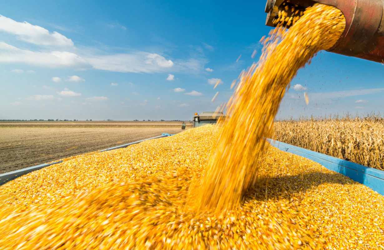 India’s ethanol push squeezes poultry margins via maize prices