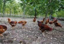 Genotype emerges as a major driver of chicken breast eating quality