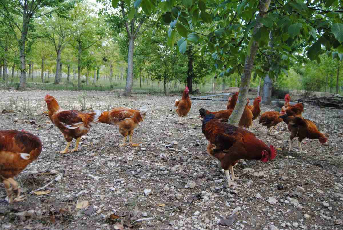 Genotype emerges as a major driver of chicken breast eating quality
