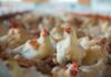 Medium-chain fatty acids and Salmonella Infantis control in broilers: effects on gut health and performance