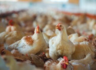 Medium-chain fatty acids and Salmonella Infantis control in broilers: effects on gut health and performance