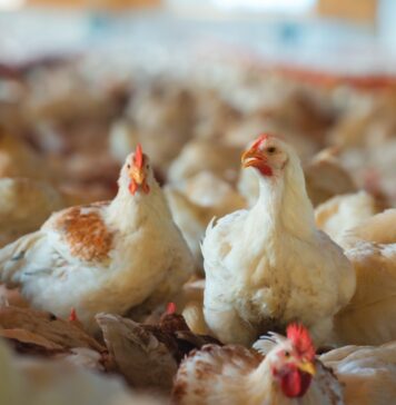 Medium-chain fatty acids and Salmonella Infantis control in broilers: effects on gut health and performance
