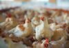 Medium-chain fatty acids and Salmonella Infantis control in broilers: effects on gut health and performance