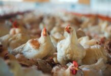 Medium-chain fatty acids and Salmonella Infantis control in broilers: effects on gut health and performance