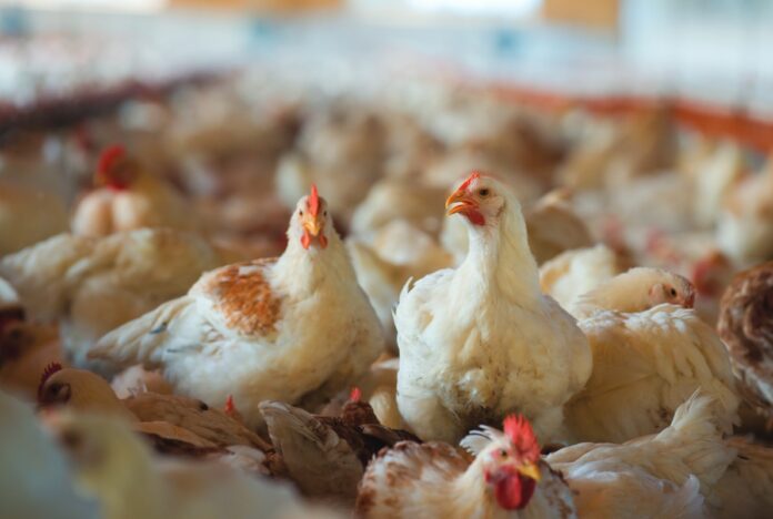 broiler-salmonella