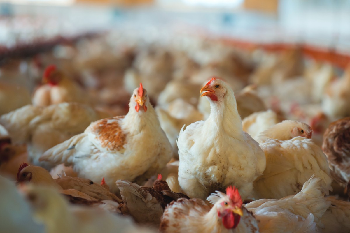 Medium-chain fatty acids and Salmonella Infantis control in broilers: effects on gut health and performance