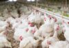 Newcastle disease: fourth outbreak in the Utiel area raises concerns for Valencia’s poultry sector