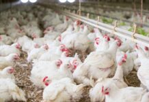 Newcastle disease: fourth outbreak in the Utiel area raises concerns for Valencia’s poultry sector