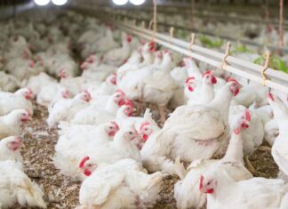 Newcastle disease: fourth outbreak in the Utiel area raises concerns for Valencia’s poultry sector