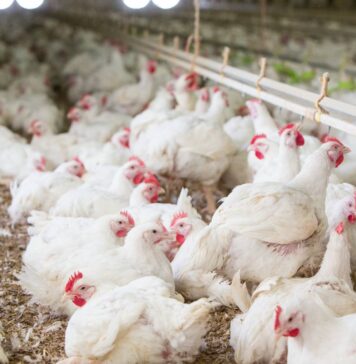 Newcastle disease: fourth outbreak in the Utiel area raises concerns for Valencia’s poultry sector