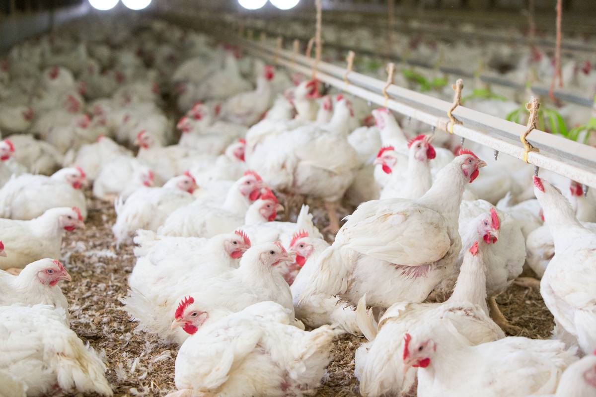 Newcastle disease: fourth outbreak in the Utiel area raises concerns for Valencia’s poultry sector