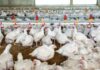 Malaysia’s poultry sector expected to remain resilient despite feed-import risks