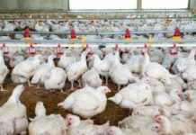 Malaysia’s poultry sector expected to remain resilient despite feed-import risks