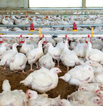 Malaysia’s poultry sector expected to remain resilient despite feed-import risks