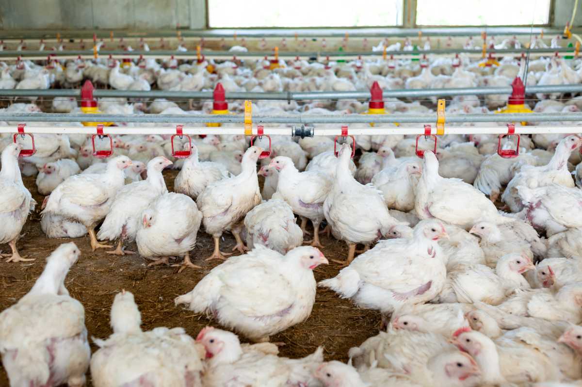Malaysia’s poultry sector expected to remain resilient despite feed-import risks