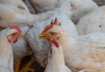 Indonesian broiler farmers warn of bankruptcy risk as feed costs rise